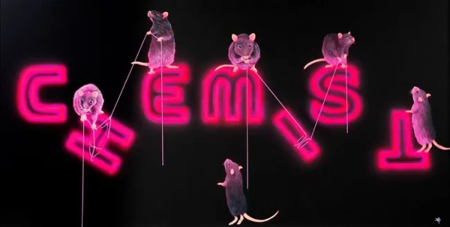 Rats Fixing The Chemist