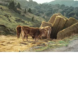 Road To Morella - Mounted