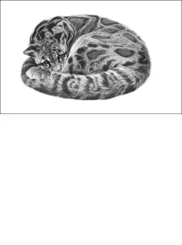 Serenity - Clouded Leopard - Mounted