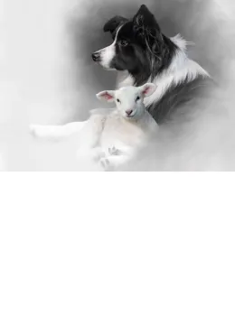 Shepherds Delight - Original Edition - Print