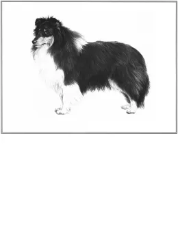 Shetland Sheepdog (Limited Edition) - Print