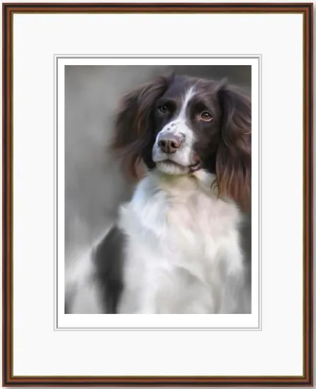 Springer Spaniel (40th Anniversary Image) Springer Spaniel (40th Anniversary Image)