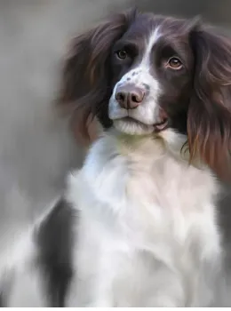Springer Spaniel (40th Anniversary Image) - Print only