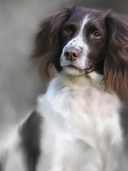 Springer Spaniel (40th Anniversary Image) Springer Spaniel (40th Anniversary Image)