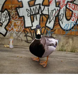 Streetwise Charlie - Print