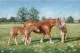 Suffolk Fillies - Canvas Edition - Box Canvas
