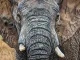 Tembo - Mounted