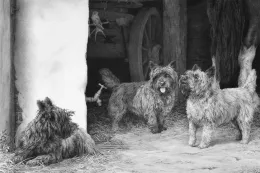 The Barn Patrol - Print