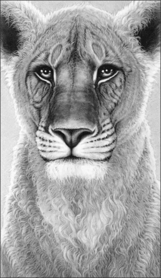 The Spirit Of Elsa - Lioness