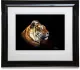 Tiger Profile - Paper - Black Framed