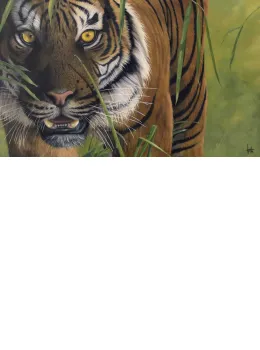 Tiger Tiger - Framed
