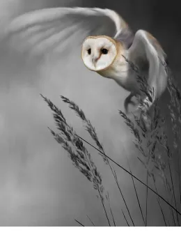 Twilight Flight - Mounted