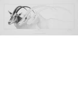 Vanishing - Mounted