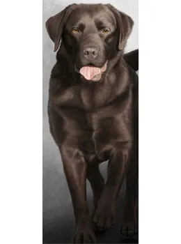 Walk Tall - Chocolate Labrador - Box Canvas