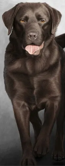 Walk Tall - Chocolate Labrador