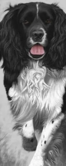 Walk Tall - Springer Spaniel