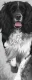 Walk Tall - Springer Spaniel - Dark Wood Framed