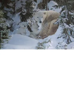Warmth Of Nature - Print