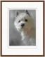 West Highland Terrier (40th Anniversary Image) - Dark Wood Framed