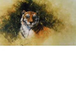 Working Sketch For A Painting Of A Tiger - Print only