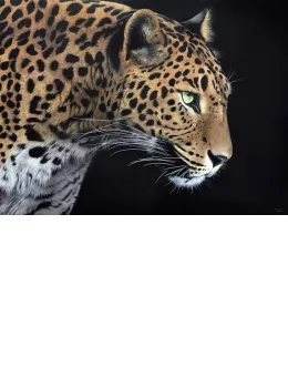 Yala - Limited Edition - Box Canvas