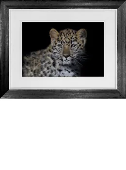 Amur Leopard Cub - Original - Framed