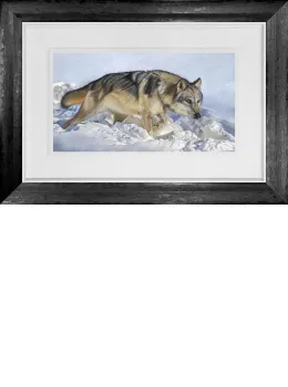 Arctic Wolf - Original - Framed