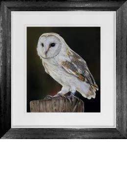 Barn Owl - Original - Framed