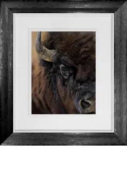 Bison - Original - Framed