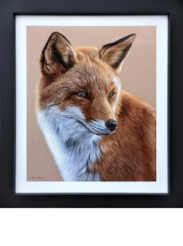 Curious Fox - Original - Black Framed