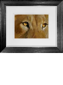 Golden Gaze - Original - Framed