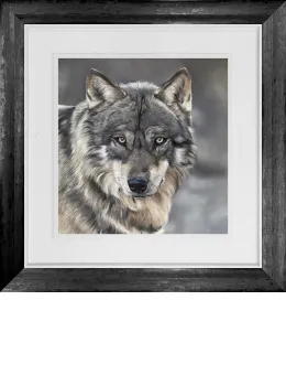 Grey Wolf - Original - Framed