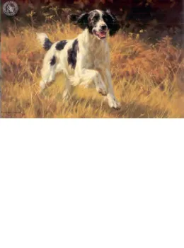All Action - Black & White Springer Spaniel - Mounted