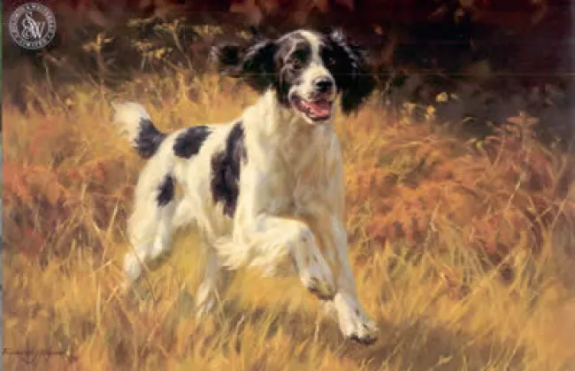 All Action - Black & White Springer Spaniel