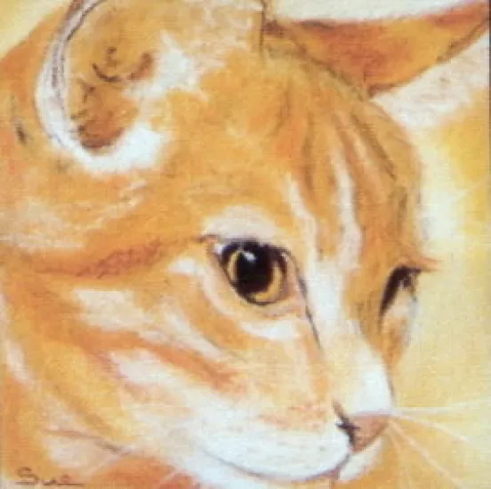 Face Value Cats
