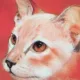 Face Value - Red Siamese - Print