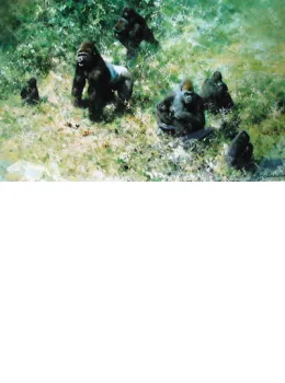 Lowland Gorillas - Print only
