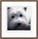 Dog Tired Series - West Highland Terrier - Dark Wood Framed