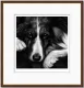 Dog Tired Series - Border Collie - Dark Wood Framed