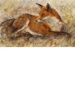 Red Fox Waiting - Board Only