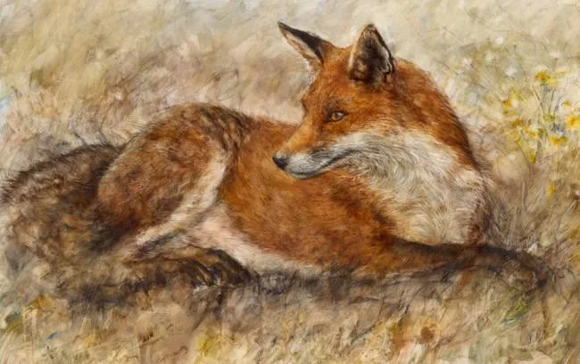 Red Fox Waiting