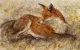 Red Fox Waiting - Board Only