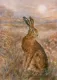 Moonlight Hare - Board Only