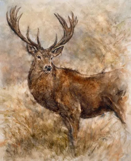 Majestic Stag
