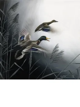 In Flight - Mallard Ducks - Canvas With Slip