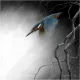 In Flight - Kingfisher - Canvas With Slip