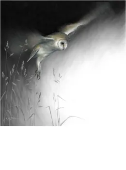 In Flight - Barn Owl - Canvas With Slip