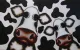 Peek-A-Moo - Atelier Edition - Box Canvas