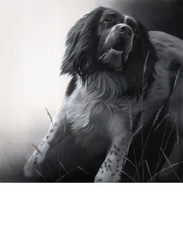 Field Sports - Springer Spaniel - Canvas - Box Canvas