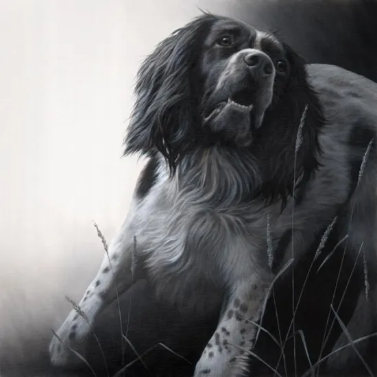 Field Sports - Springer Spaniel Field Sports - Springer Spaniel